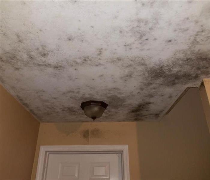 Mold growth to ceiling.